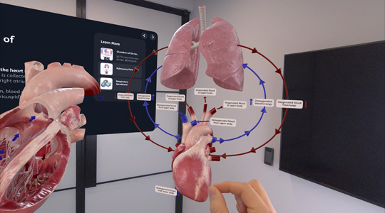Une main interagit avec la représentation 3D de certaines partie de l’anatomie humaine, comme le cœur et les poumons